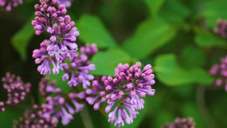 Lilac-blooms-at-spring-sunset