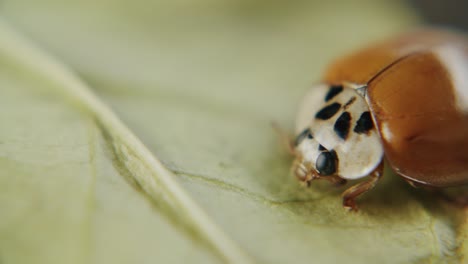 Macro-shot-of-lady-beetle-with-one-spot-and-shiny-wings-sitting-still-on-a-leaf