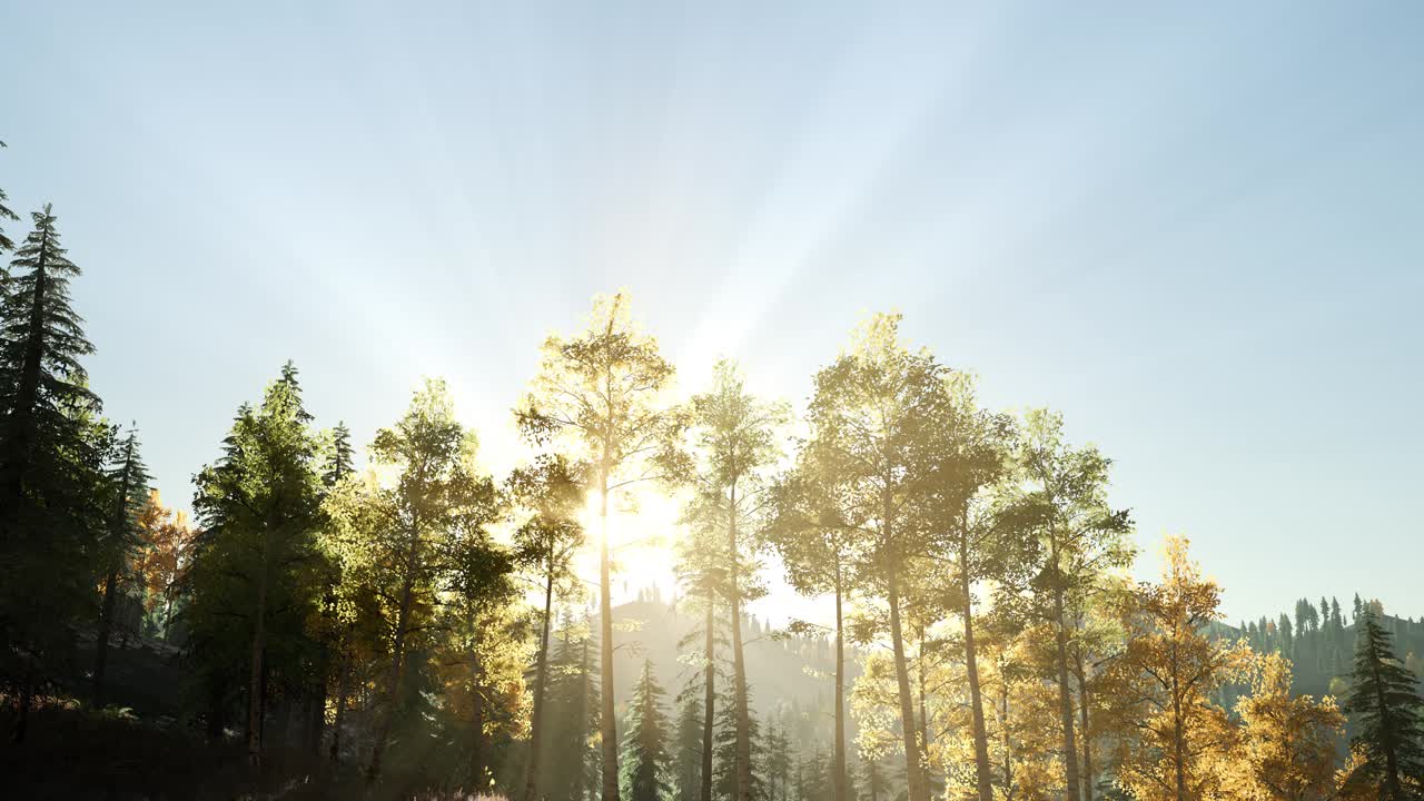 나무들을 가로지르는  ⁇ 빛