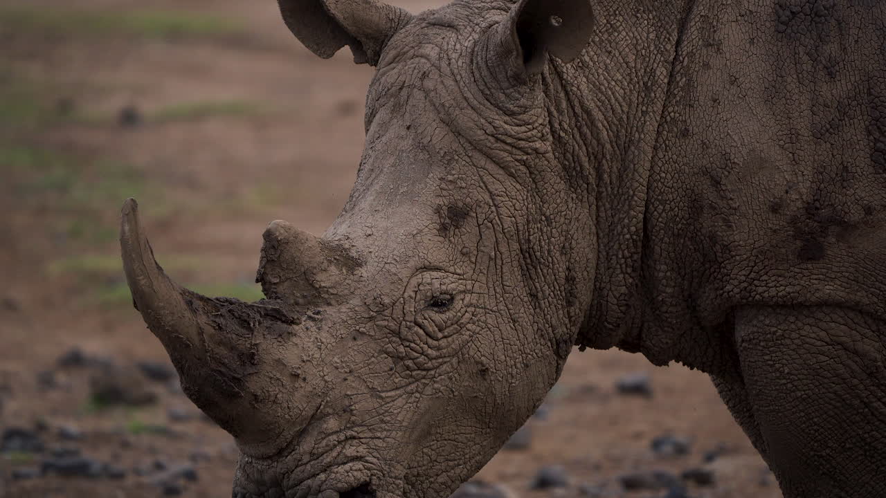 얼굴 세부 사항을 보여주는 진흙으로 덮인 흰 코뿔소 머리의 클로즈업 샷