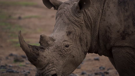 close-up shot of mud-covered white rhino head showing facial details