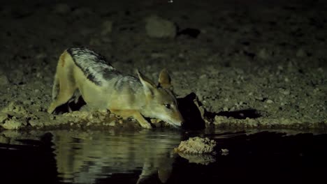 Un-Tímido-Chacal-De-Lomo-Negro-Viene-A-Beber-En-Un-Pozo-De-Agua-Por-La-Noche-En-La-Sabana-Sudafricana