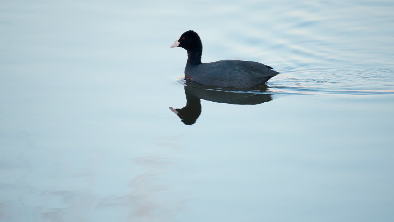 la focha euroasiática, fulica atra, nadando en aguas tranquilas por la mañana forrajeando, pájaro negro reflejado en un estanque muerto
