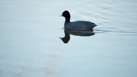 Das-Eurasische-Blässhuhn,-Fulica-Atra,-Schwimmt-Morgens-In-Stillem-Wasser-Auf-Der-Nahrungssuche,-Schwarzer-Vogel-Spiegelt-Sich-Im-Toten-Teich-Wider