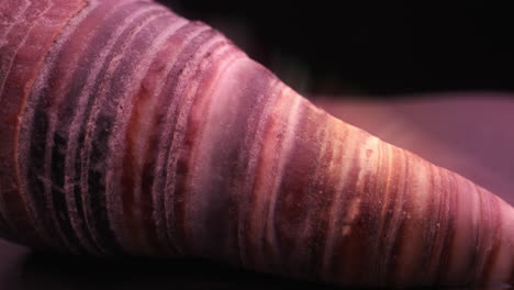 close-up of a seashell