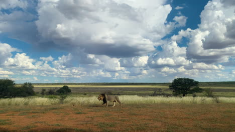 old black-maned lion walking across the arid field under a cloudy sky in kgalagadi transfrontier park in botswana - wide shot