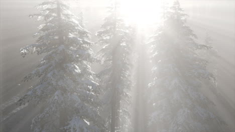 misty fog in pine forest on mountain slopes
