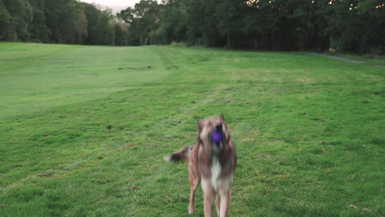 Cane su un campo erboso che afferra una palla, al rallentatore