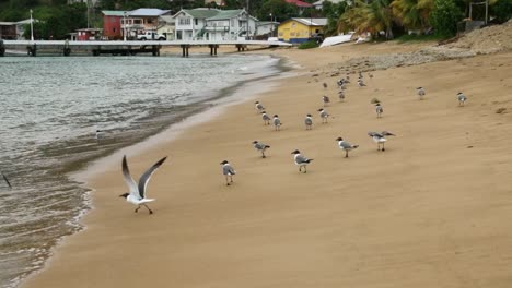 seagulls taking off from a beach with a fishing village in the background in tobago, west indies