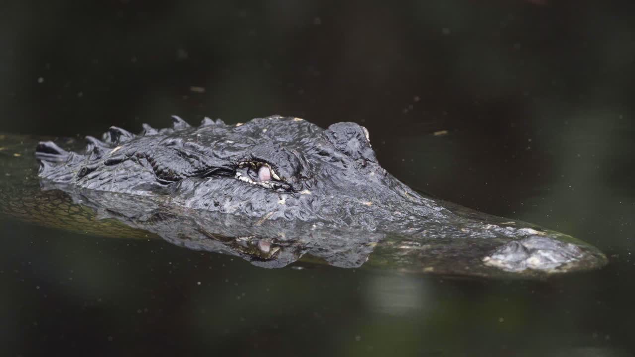reptil caimán negro con ojo blanco en agua oscura
