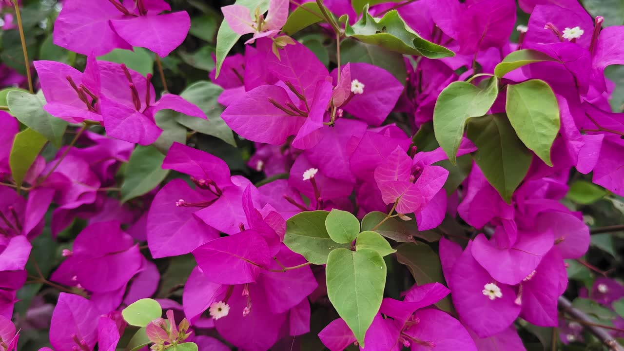 Tomada suave em grua descendente revelando densos cachos de flores de buganvília rosa brilhante entremeadas com folhas verdes frescas, capturada em luz natural suave com rica textura e profundidade de jardim tropical.