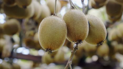 gros plan au ralenti de 3 kiwis mûrs prêts à la récolte dans une plantation biologique sans produits chimiques