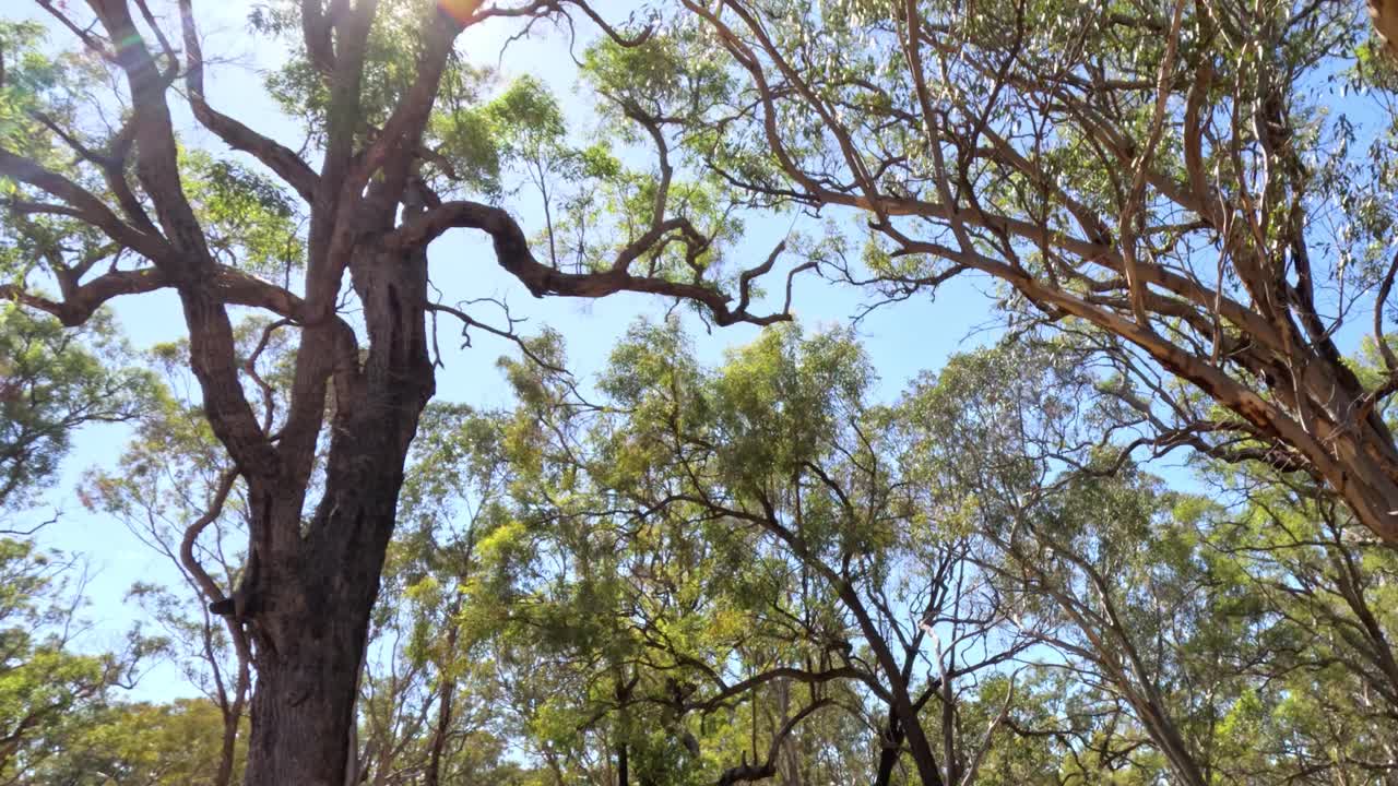 Looking up at a sunlit tree canopy