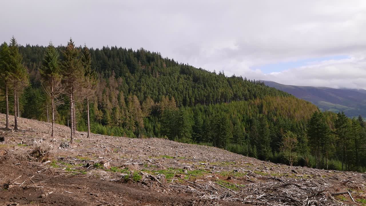 Commercial forestry with felled area and softwood plantation in the background. Grizedale Forest. Lake District National Park. Cumbria. England. UK