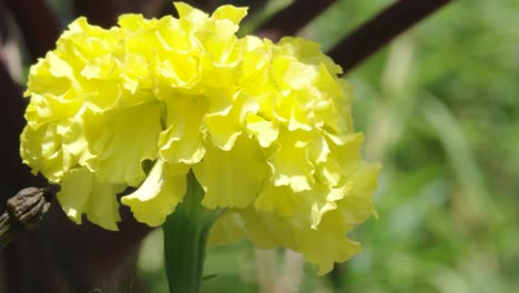 yellow flowers blowing in the wind