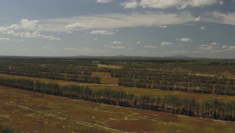 Wide establishing aerial flight over Blueberry field landscape after harvest