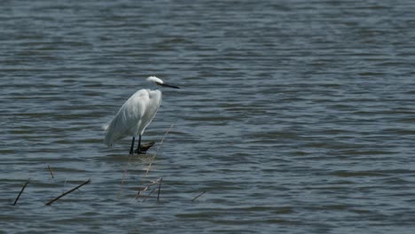 Looking-to-the-left-then-starts-walking-forward-stalking-its-prey-in-the-water,-Little-Egret-Egretta-garzetta,-Thailand