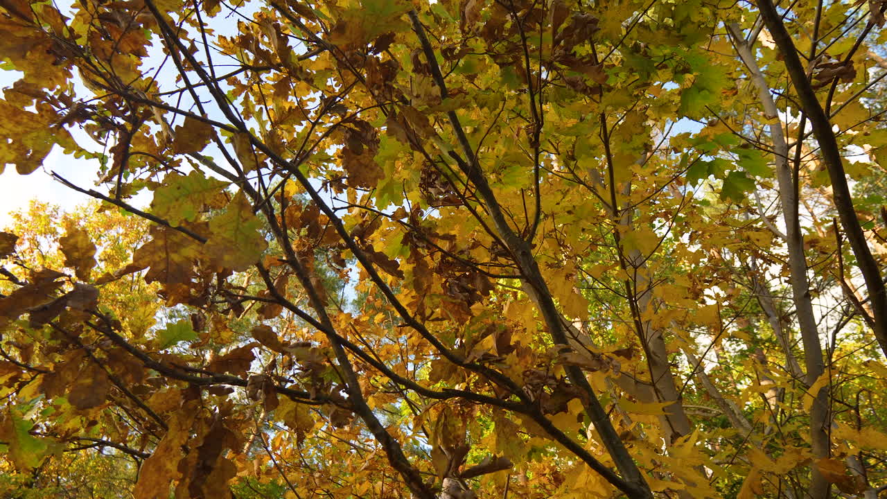 Yellow and green autumn leaves against a clear blue sky