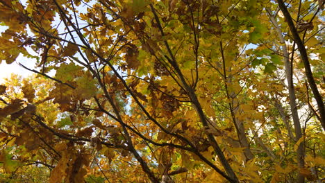 hojas de otoño amarillas y verdes contra un cielo azul claro
