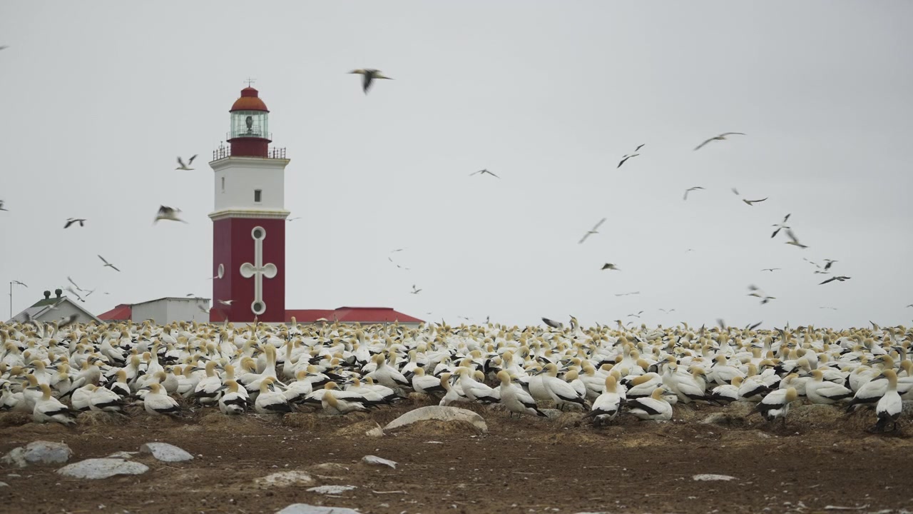 Fitte schiere di sule marine bianche affollano la costa rocciosa mentre un faro rosso e bianco di Bird Island si erge dietro di loro sotto un cielo grigio.