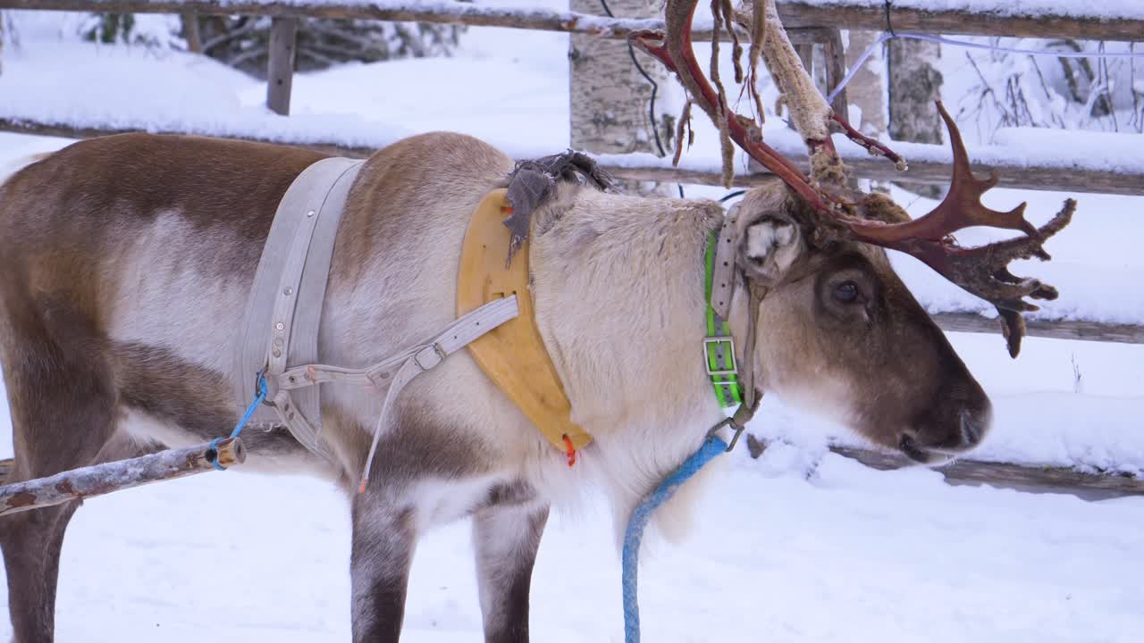 Reindeer in a Snowy Winter Forest