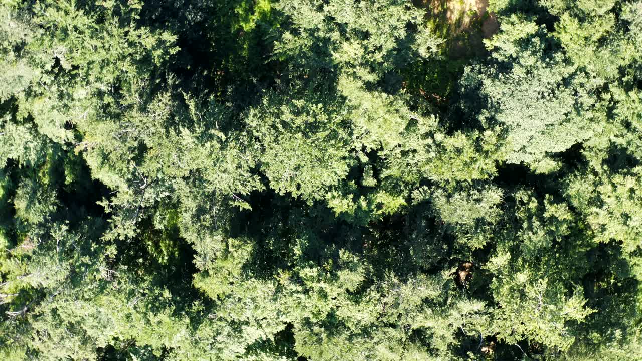 Circular flight overa forest on the edge of the mountain