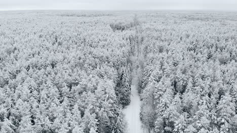 Luftaufnahme-Des-Winterwaldes