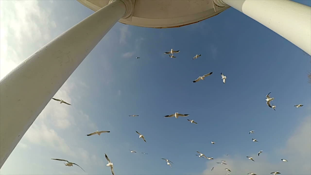 Prieel aan zee en een meeuw. Slowmotion. Meeuwen en lucht.