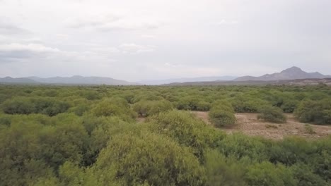 vista de un avión no tripulado volando muy cerca de la cima de los árboles de un bosque mexicano durante un día nublado