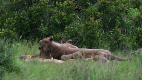 Leona-Africana-Rodando-Juguetonamente-Hacia-Sus-Cachorros-Para-Participar-Con-Ellos-En-La-Hierba-Entre-Los-Arbustos