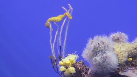 una vista de cerca de los caballitos de mar moviéndose en un acuario