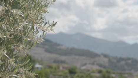 Flor-De-Olivo-Con-Una-Montaña-Al-Fondo-En-Un-Día-Nublado