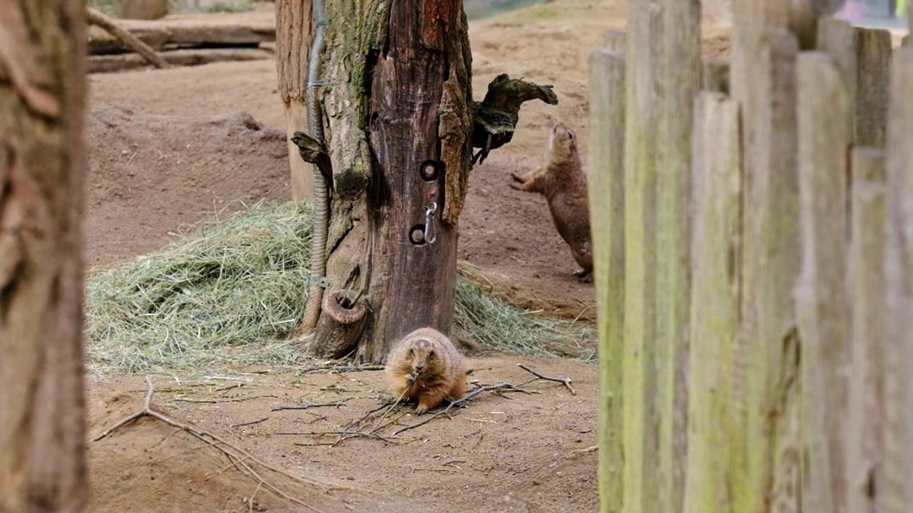Marmotta che mangia bastoncini in un recinto in uno zoo