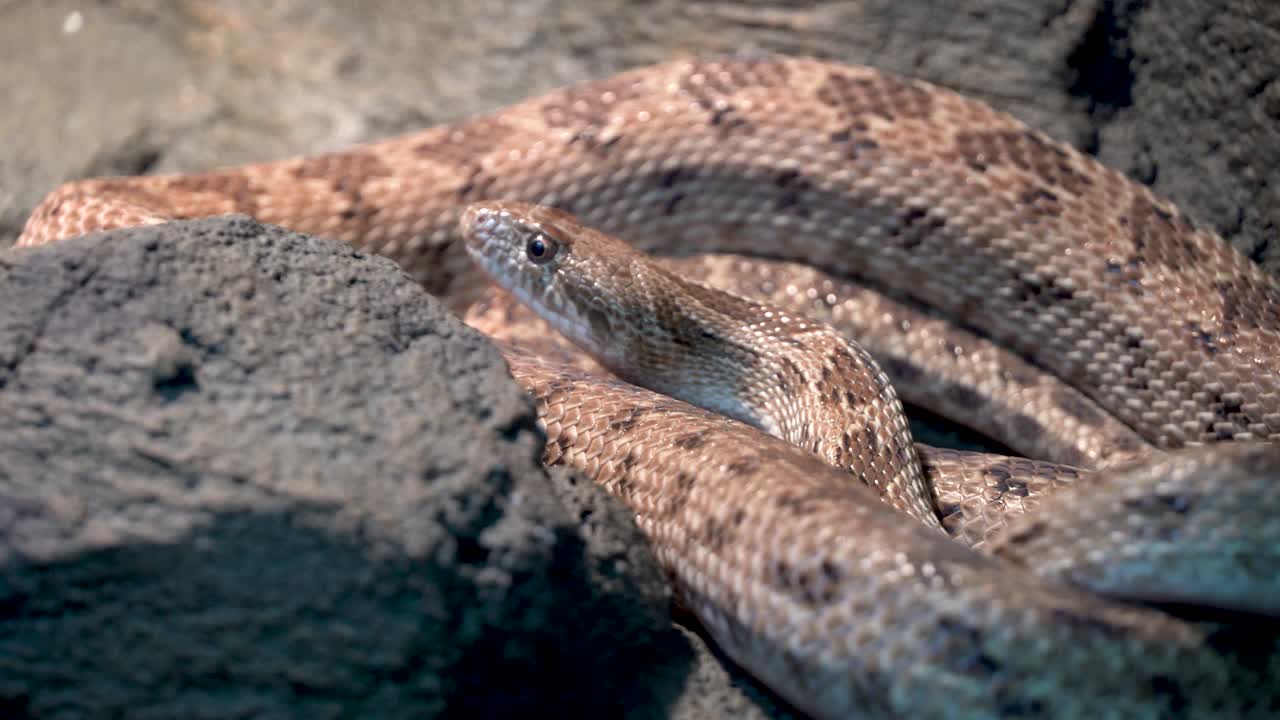la serpiente de la diada de clifford y la serpiente real se encuentran cerca de las rocas por la noche en el medio oriente o el norte de áfrica.