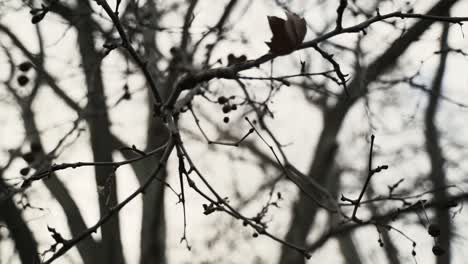 B-Rolle-Von-Kahlen-Ästen-Im-Baum-Im-Herbst-Ohne-Blätter-2