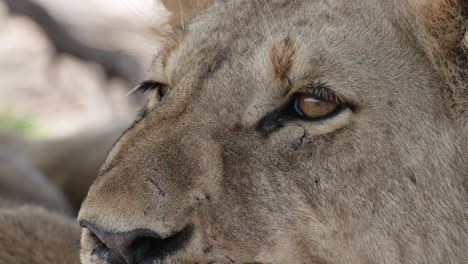 ojos y rostro de leona en el desierto de áfrica