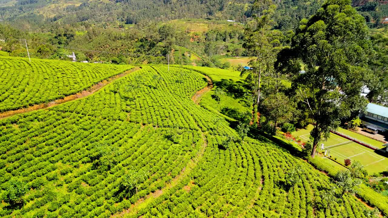 Scopri l'incantevole bellezza delle piantagioni di tè di Nuwara Eliya nello Sri Lanka da un drone