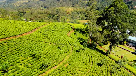 discover the enchanting beauty of nuwara eliya’s tea plantations in sri lanka from a drone.