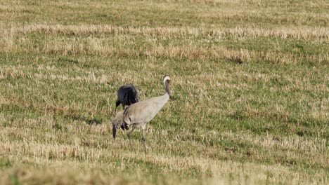 Common-Cranes-In-The-Grass-Field-In-Indre-Fosen,-Norway---Wide-Shot