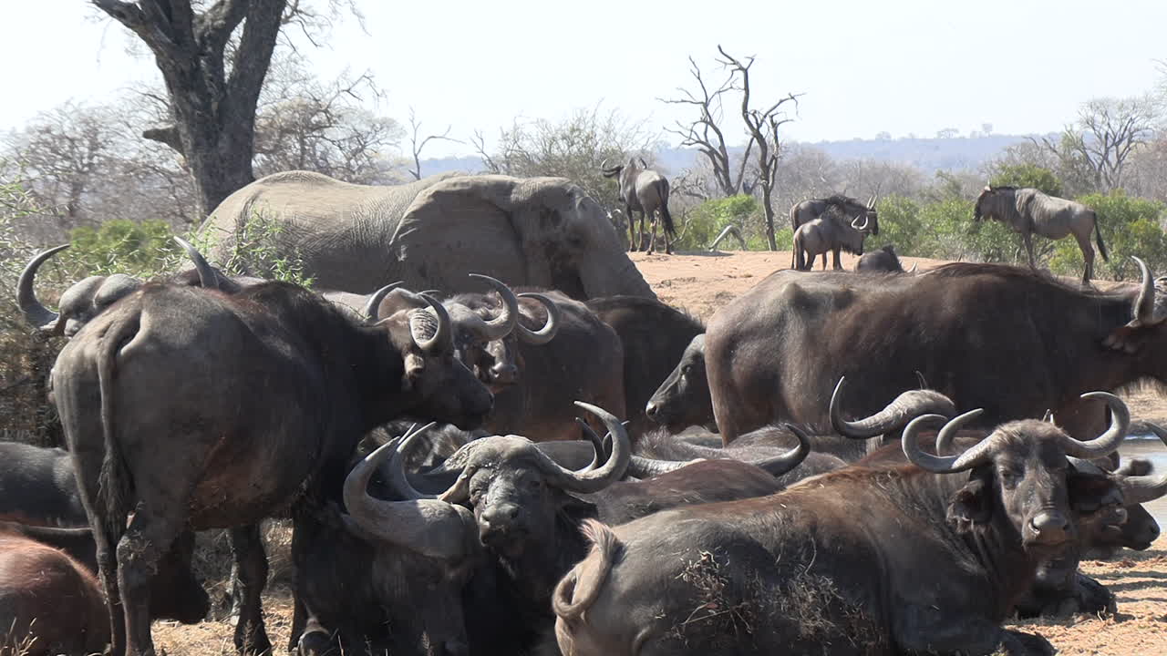Multiple species of African animals together at a waterhole, including elephant, buffalo, wildebeest and impala