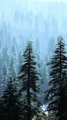 a breathtaking view of a misty forest