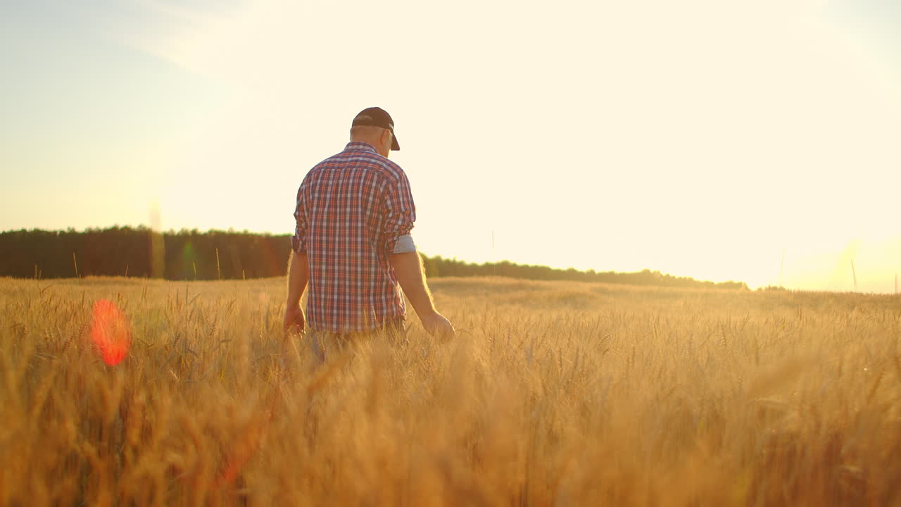 viejo agricultor caminando por el campo de trigo al atardecer tocando las espigas de trigo con las manos - concepto de agricultura. brazo masculino moviéndose sobre el trigo maduro que crece en el prado.
