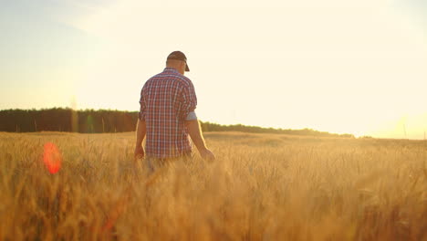 old farmer walking down the wheat field in sunset touching wheat ears with hands - agriculture concept. male arm moving over ripe wheat growing on the meadow.