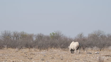 un rinoceronte negro solitario pastando en la sabana africana