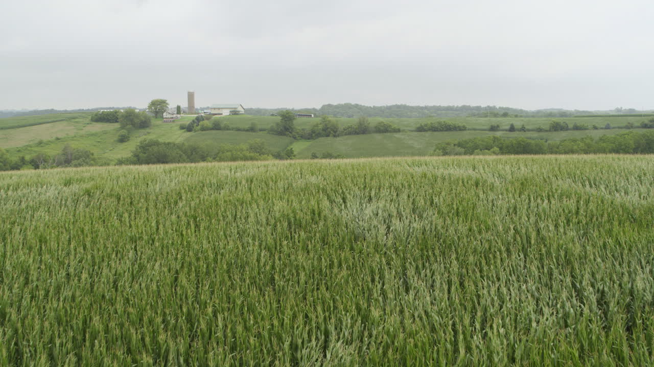antena, viento que sopla en el campo agrícola de maíz orgánico fresco