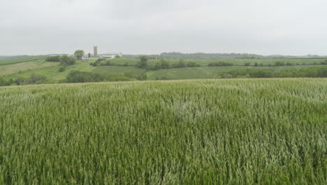 Aerial,-wind-blowing-on-fresh-organic-corn-agricultural-field