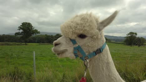 cerca de alpaca blanca caminando por el campo