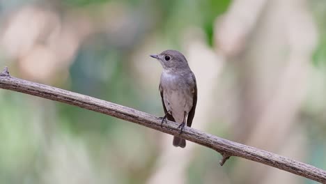 The-Asian-Brown-Flycatcher-is-a-small-passerine-bird-breeding-in-Japan,-Himalayas,-and-Siberia