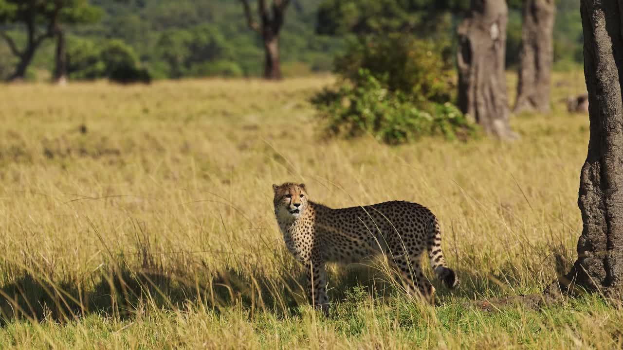 movimiento lento de un cachorro de guepardo joven caminando en la larga hierba de la sabana, safari africano animal silvestre en las hierbas de la savana en maasai mara, kenia en áfrica en maasai mara en las llanuras de pastizales