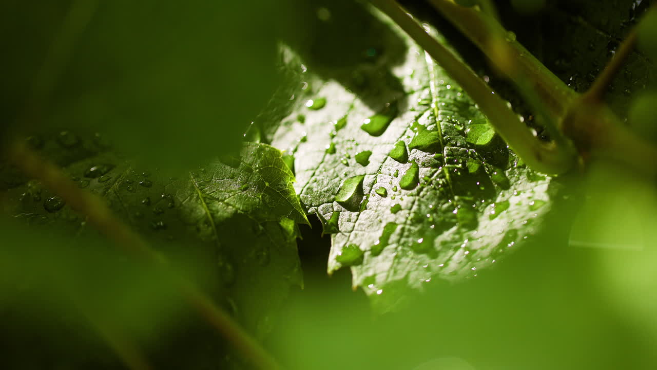 gotas de rocío suaves en las plantas
